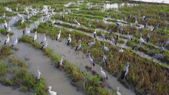 Fly over the heaven for Asian openbill to searching food