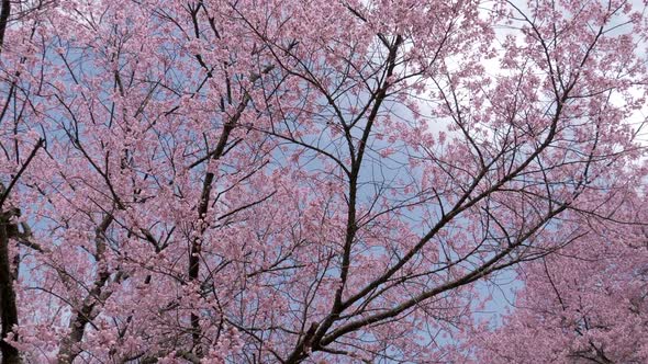 Cherry Blossom Tree