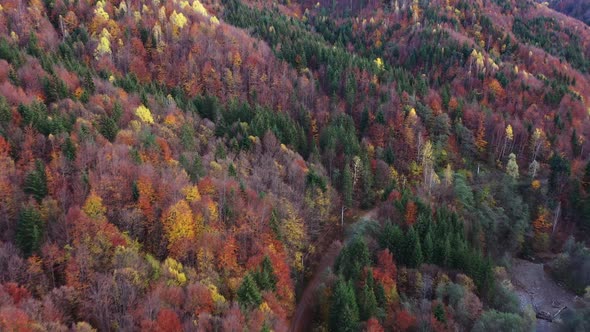 Aerial Images With  Wild Forest In Autumn.