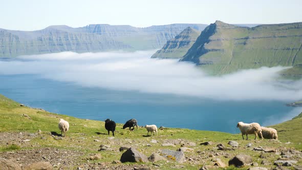 Beautiful View of the Foggy Funningur Valley with a Couple of Faroese Sheeps