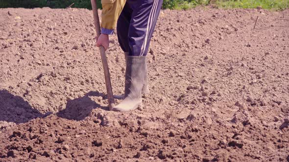 Farmer digs ground with Spading fork in garden. Ecological vegetable growing