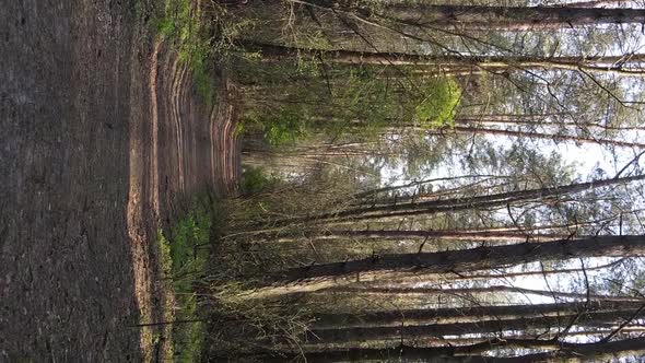 Vertical Video of a Road in the Forest Slow Motion