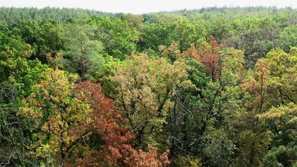 Beautiful forest in early autumn