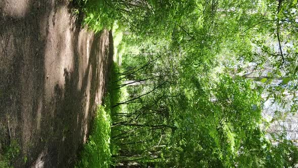 Vertical Video of Forest Landscape in Summer Slow Motion