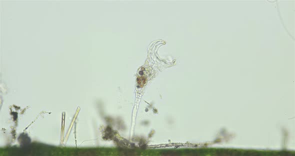 Rotifera of family Collothecidae under a microscope, possibly Collotheca ornata