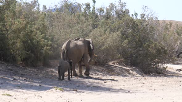 Mother and baby elephant walking at the dry Hoanib Riverbed