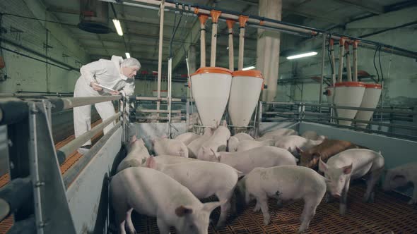 Piggery Worker Is Examining a Pig Stock. Pig Farmer Checking Pigs at Farm