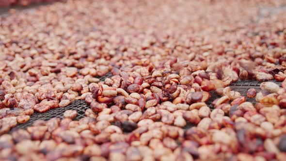 Pouring Processed Coffee Beans