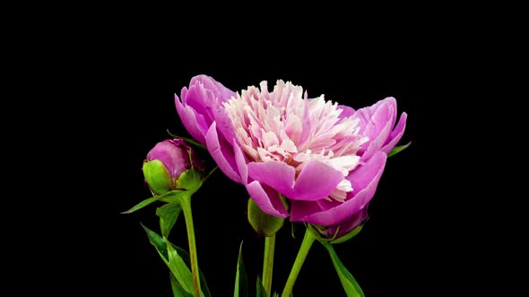 Timelapse Bouquet of Pink Peonies Blooming on Black Background. Blooming Peonies Flowers Open