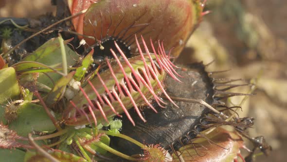 Ant is caught by venus flytrap carnivorous plant as it touches its hair (detects movement) and then