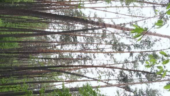 Vertical Video of a Forest with Pine Trees