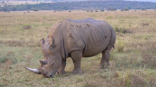 White rhino eating grass with a big group warthogs