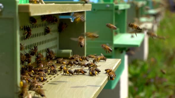 Bees collect nectar. Beehive in the apiary