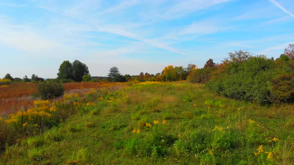 Wild Meadow