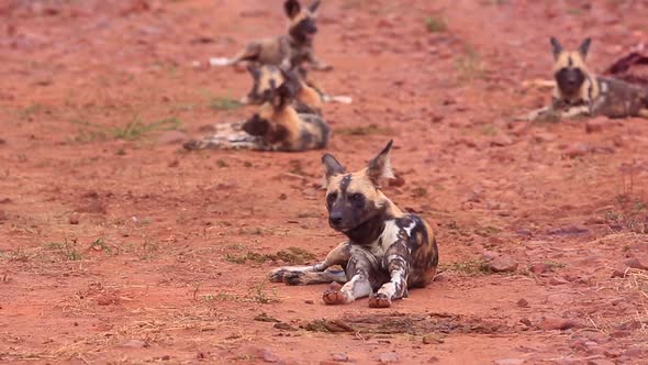 Alert African Wild Dogs flick tails contentedly in Madikwe's red sand