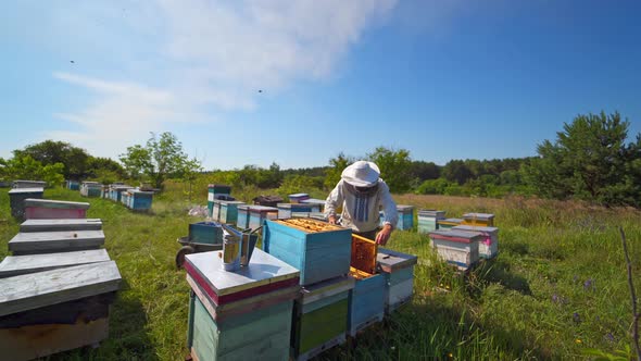 Beekeeper examining bees in summer among nature