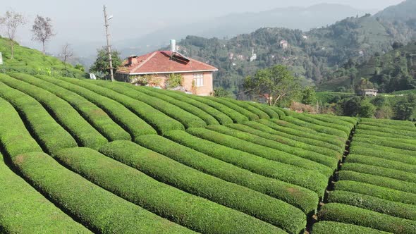 Top View of the Tea Plantation Abstract Natural Background