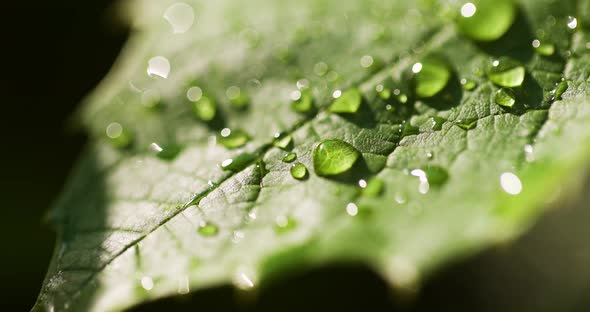 Water Drops on Leaf Surface