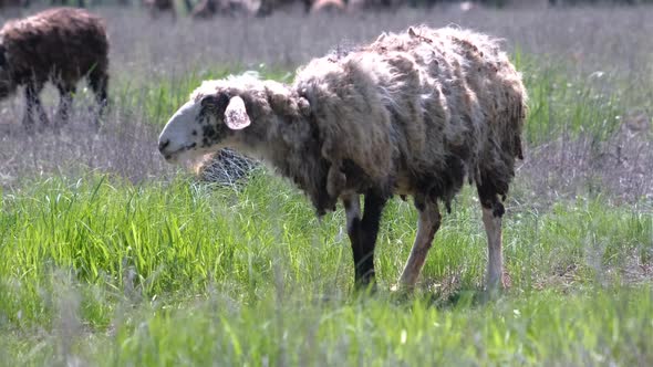 Sheeps graze in a meadow and eat green grass in hot summer haze