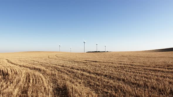 Smooth walk in a wheat field with distant wind turbine in the background