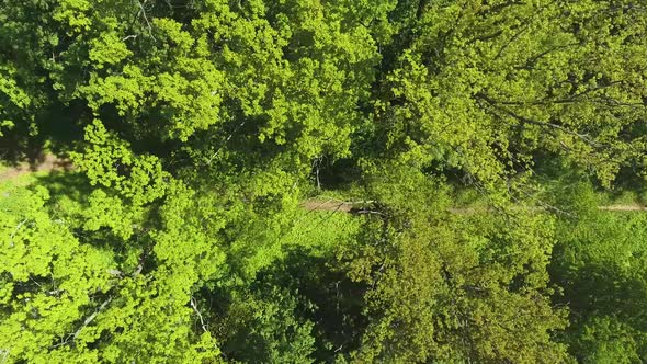 Group of Runners Competing on Footpath in Green Forest