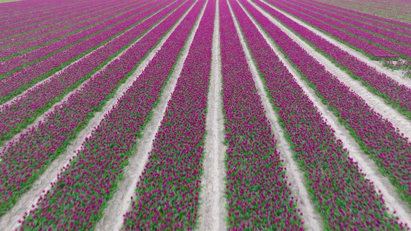Field of beautiful Purple Tulips ready for picking in northern Holland.