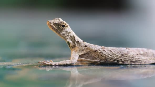 Video Chameleon mane (Bronchocela jubata) crawling on green floor. A species of tree lizard from the