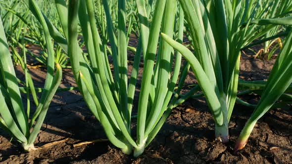 Green Onions in the Garden in the Open Field