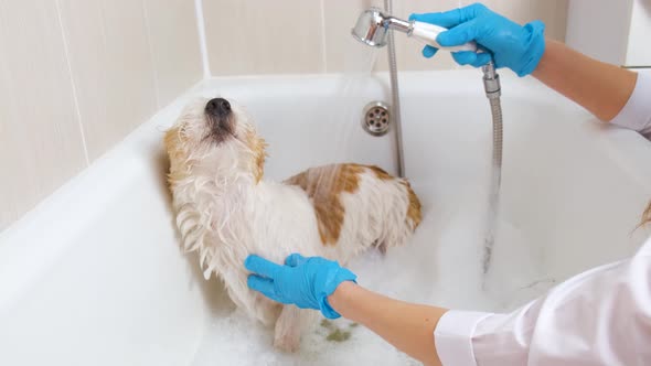 A girl washes a Jack Russell Terrier dog from a shower head in a white bath with foam