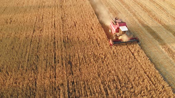 Aerial View  Combine Harvester Agriculture Machine Harvesting Golden Ripe Wheat Field