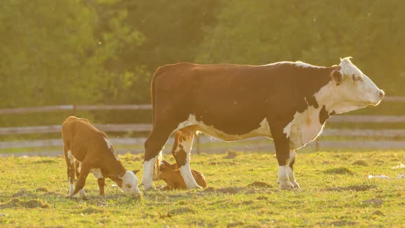 A brown cow with calves grazes on a sun-drenched pasture and eats grass.