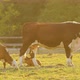 A brown cow with calves grazes on a sun-drenched pasture and eats grass. - VideoHive Item for Sale