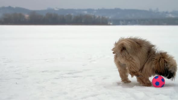 Brown Funny Shihtzu Dog with Purple Collar Plays with Ball