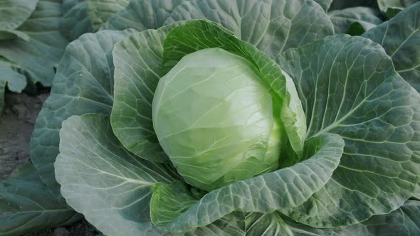 Young Cabbage Grows In Field