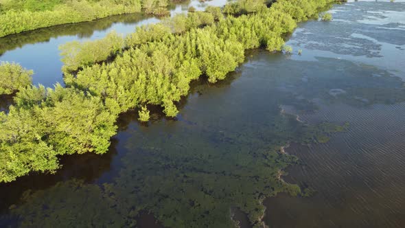 Aerial view algae populate stream