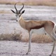 Springbok Antelope in the Wild - VideoHive Item for Sale
