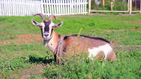 Goat Lying on Green Grass Resting and Looks Around