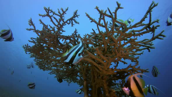 Underwater Fish and Coral Garden