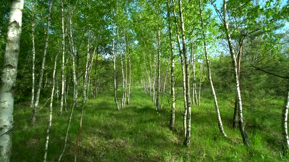 Walk Along the Path in Spring Forest