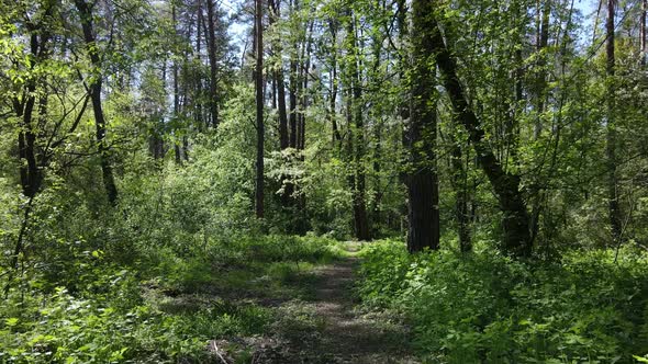 Green Forest During the Day Aerial View