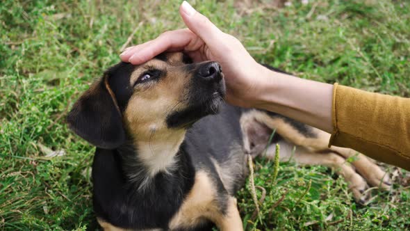 Female hand petting a dog.