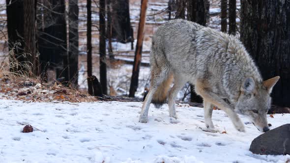 Wild Wolf Coyote or Coywolf Winter Snowy Fores California Wildlife Fauna USA