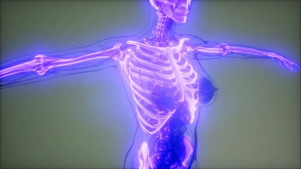 Transparent Human Body with Visible Bones alt