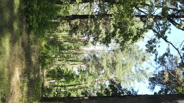 Vertical Video of a Forest with Trees in Ukraine