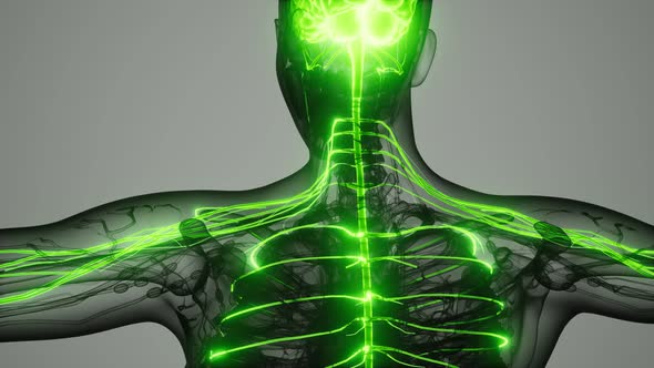 Brain and Nervous System of Human alt