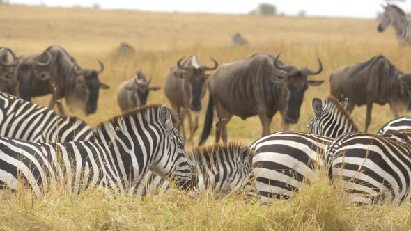 Zebras and gnus walking on dry plains