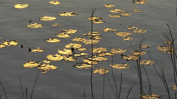 Water Lilies