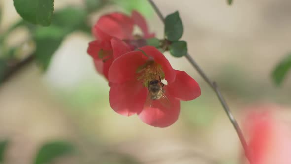 Bee Gathering Nectar From Japanese Quince Flower, Slow Motion