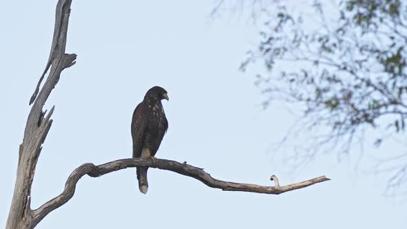 A buteo bird of prey resting on a branch of a dead tree looking around for food then flying away