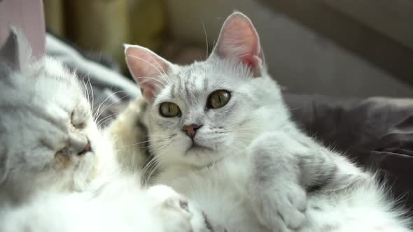 Two Cats Lying On Bed At Home In Winter Day